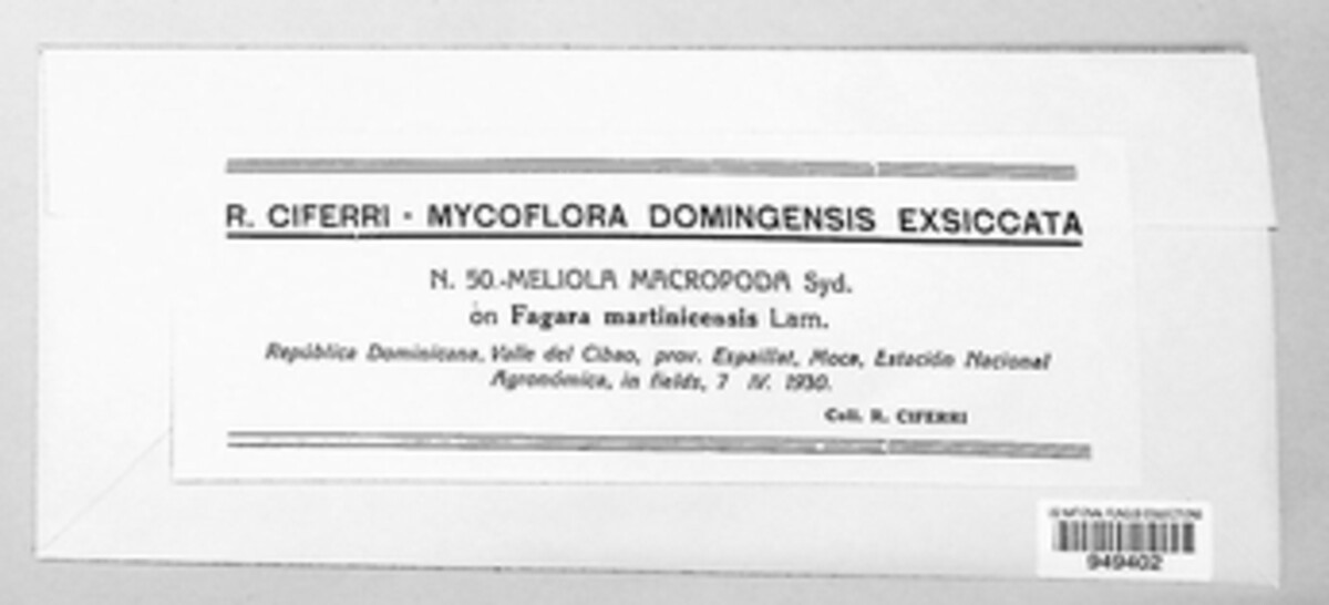 Meliola macropoda image
